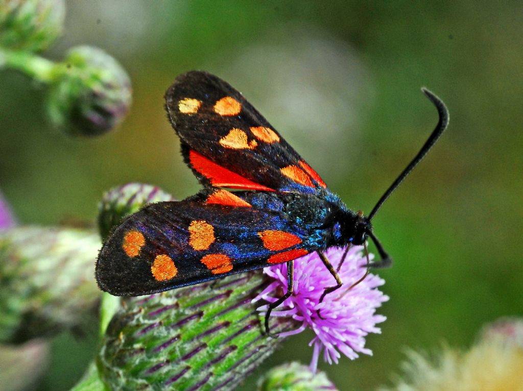 Una Zygaena con i punti gialli: Zygaena transalpina